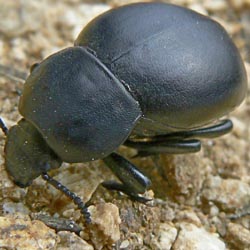 Gnaptor spinimanus